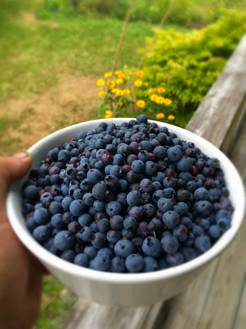 Advice from a Maine blueberry