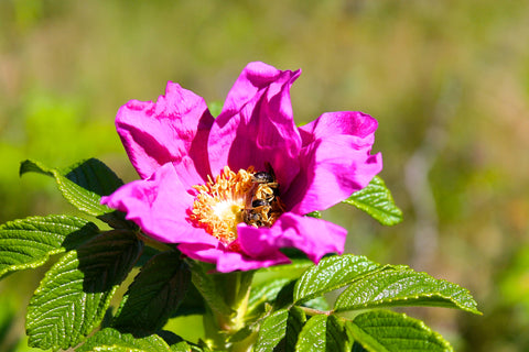 Bees are loving sweet Maine roses.