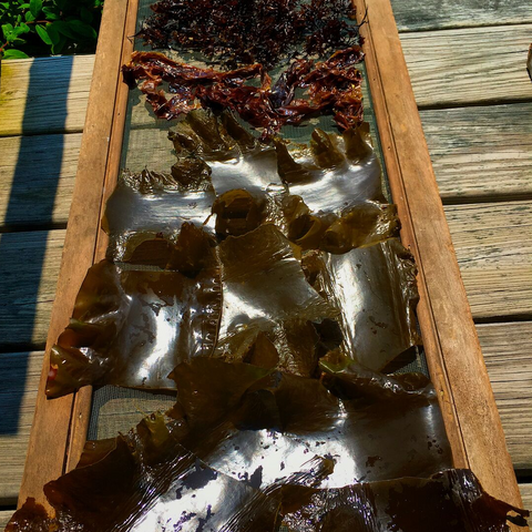 Benefits of Maine Seaweed