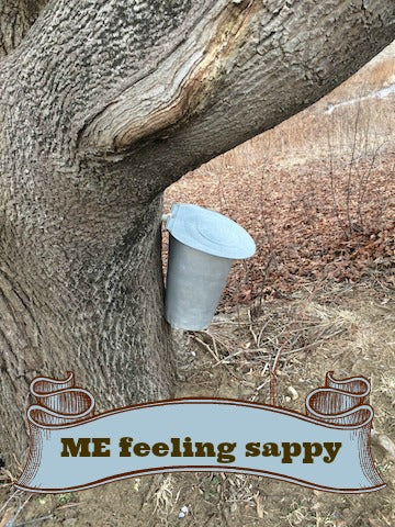 Collecting sap in Maine
