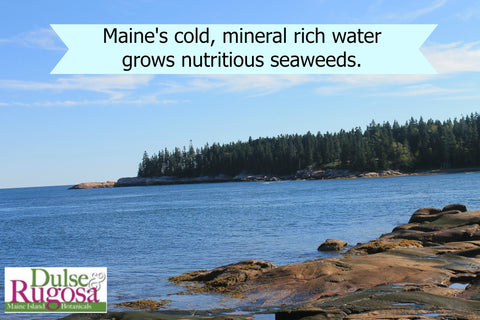 America's best- Maine seaweed.
