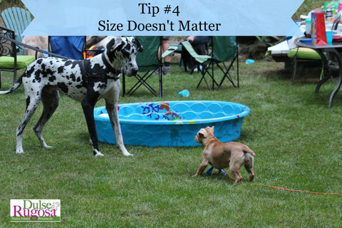 Beauty Tips from Dogs- size doesn't matter.