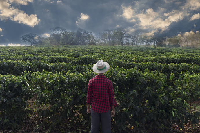 Meet The 4 Coffee Charities Impacting Coffee Farmers (+ How You Can Help)