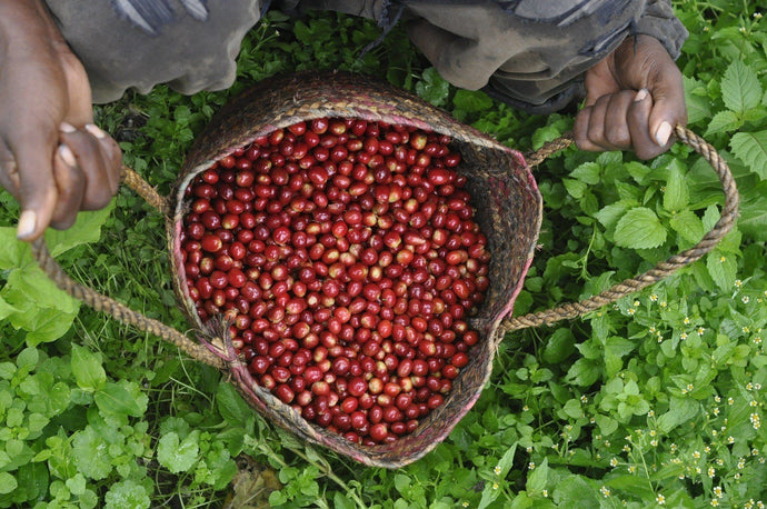 A Glossary Of Coffee Growing And Processing Terms