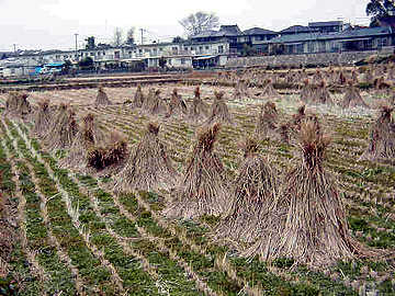Field behind Yoko's home in her village.