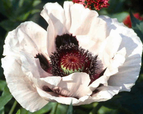 Papaver Royal Wedding