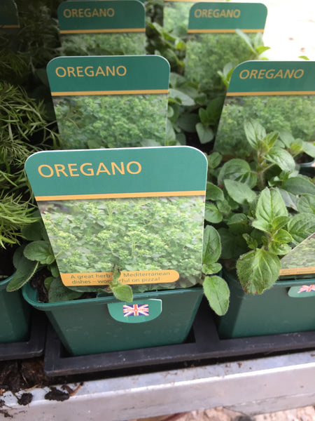 Oregano Herb Plant