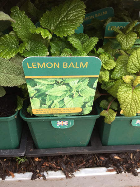 Lemon Balm Herb Plant
