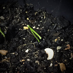 Onion Shoots after 1 week