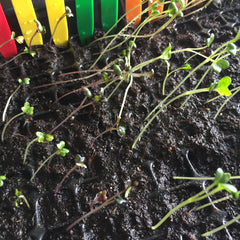 Brassica plants becoming very leggy