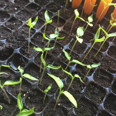 Healthy Pepper plants