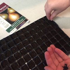 Sowing onion seeds
