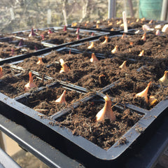 Onion sets sown in the greenhouse