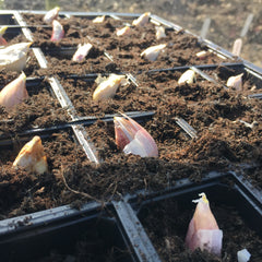 Garlic cloves sown in the greenhouse
