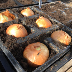 Shallot sets sown in the greenhouse