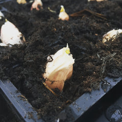 Garlic cloves starting to shoot
