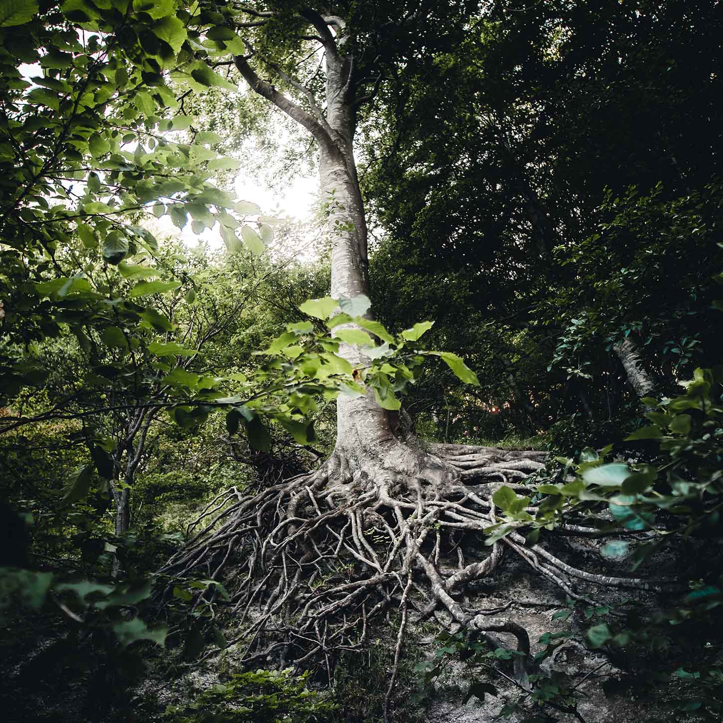 A tree and its root system in a forest