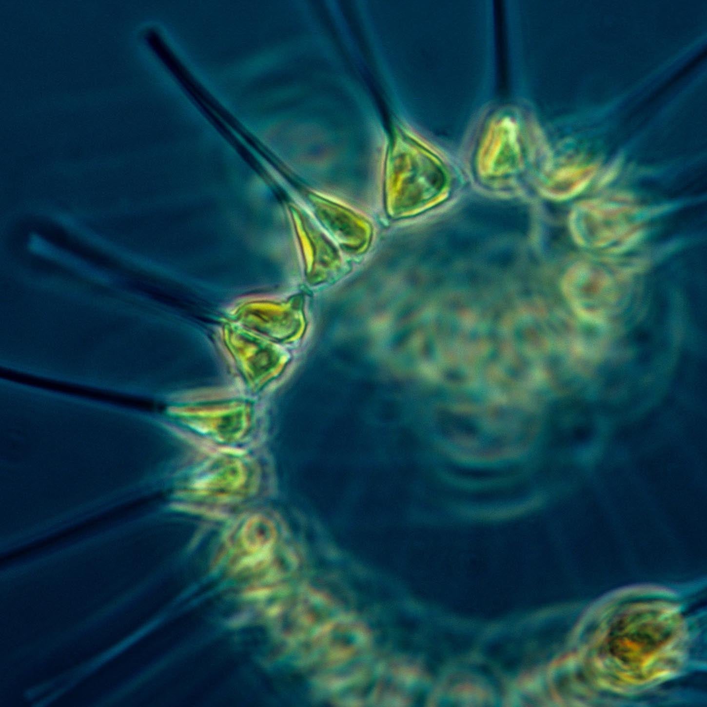 A zoomed in view of phytoplankton