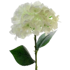 Single Ivory Hydrangea