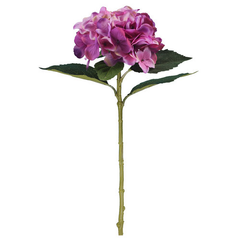 Large Single Purple Hydrangea