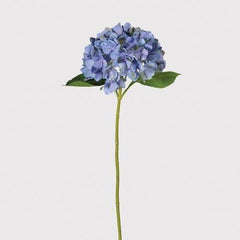 Blue And Lavender Hydrangea
