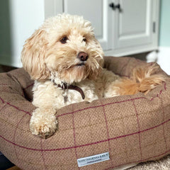 donut dog bed lounging lily