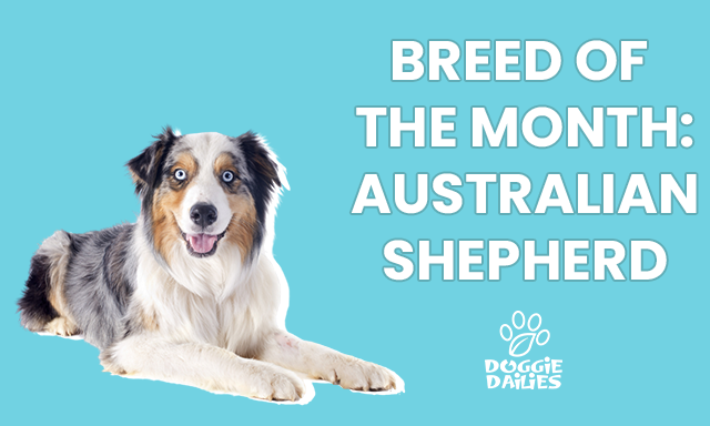 are australian shepherds prone to food allergies