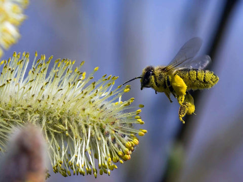 Bee close to dandelion