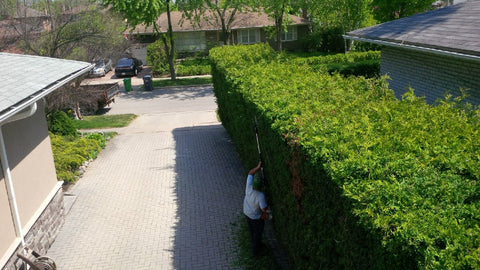 P. McConnell Contracting, PMC Greenscapes, Etobicoke Landscaping, Toronto, MIssissauga, Hedge Trimming