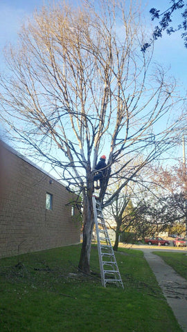 P. McConnell Contracting, Etobicoke Landscaping, Toronto, Mississauga, Tree Removal 