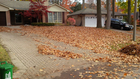 P. McConnell Contracting, PMC Greenscapes, Landscaping, Etobicoke, Toronto, Mississauga, Leaf Cleanup