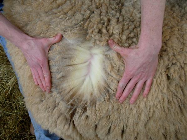 Corridale & Corridale Crosses Solitude Wool Breed of the Week