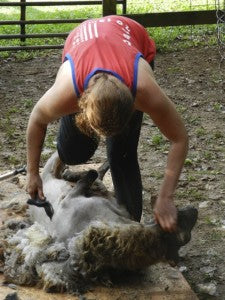 Emily Chamelin shearing Sue's Karakul ewe