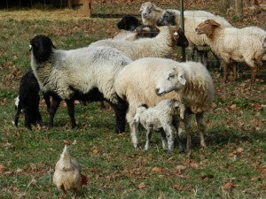 Sue's Karakul flock