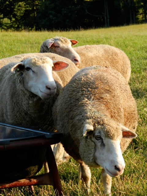 Dorset Sheep - Breed of the Week at Solitude Wool