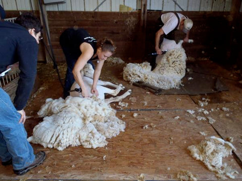 Breed of the Week: Montadale Sheep - Solitude Wool