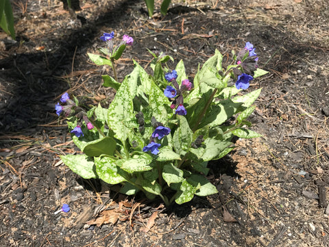 Pulmonaria