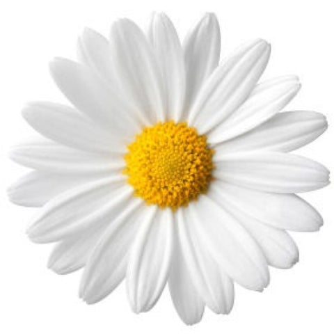 Best Ingredients for Skin Care - Daisy Flower Extract