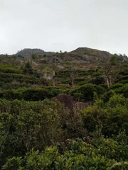 Mi Lan Xiang oolong Fenghuang Mountain