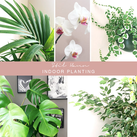 Stil Haven indoor planting interior inspiration greenery