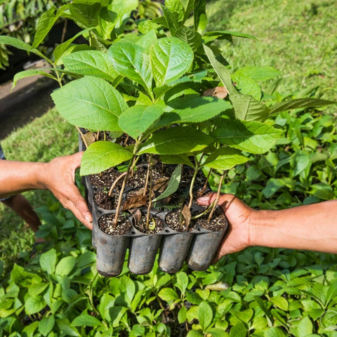tree sapling with two hands holding it