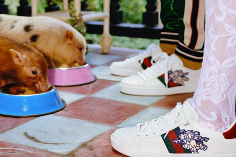 Gucci sneakers collection