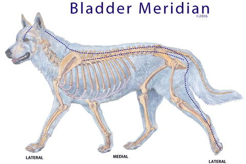 Bladder meridian — acupressure