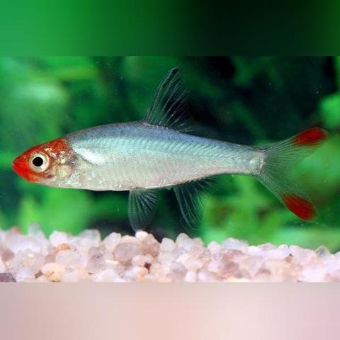 Rummy nosed Rasbora