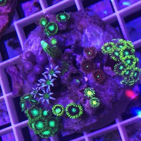 Zoanthid Polyps