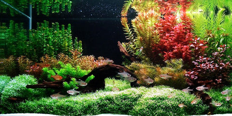 dutch style aquascaping