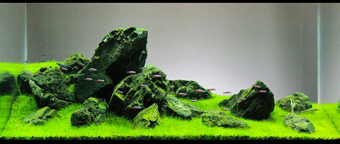 Iwagumi Style aquascaping