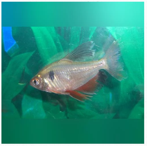 long fin serpae tetra