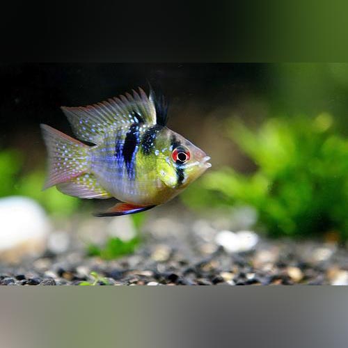 Angel Ram for sale – AquariumFishSale.com