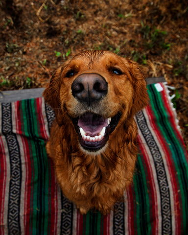 wet golden retriever 